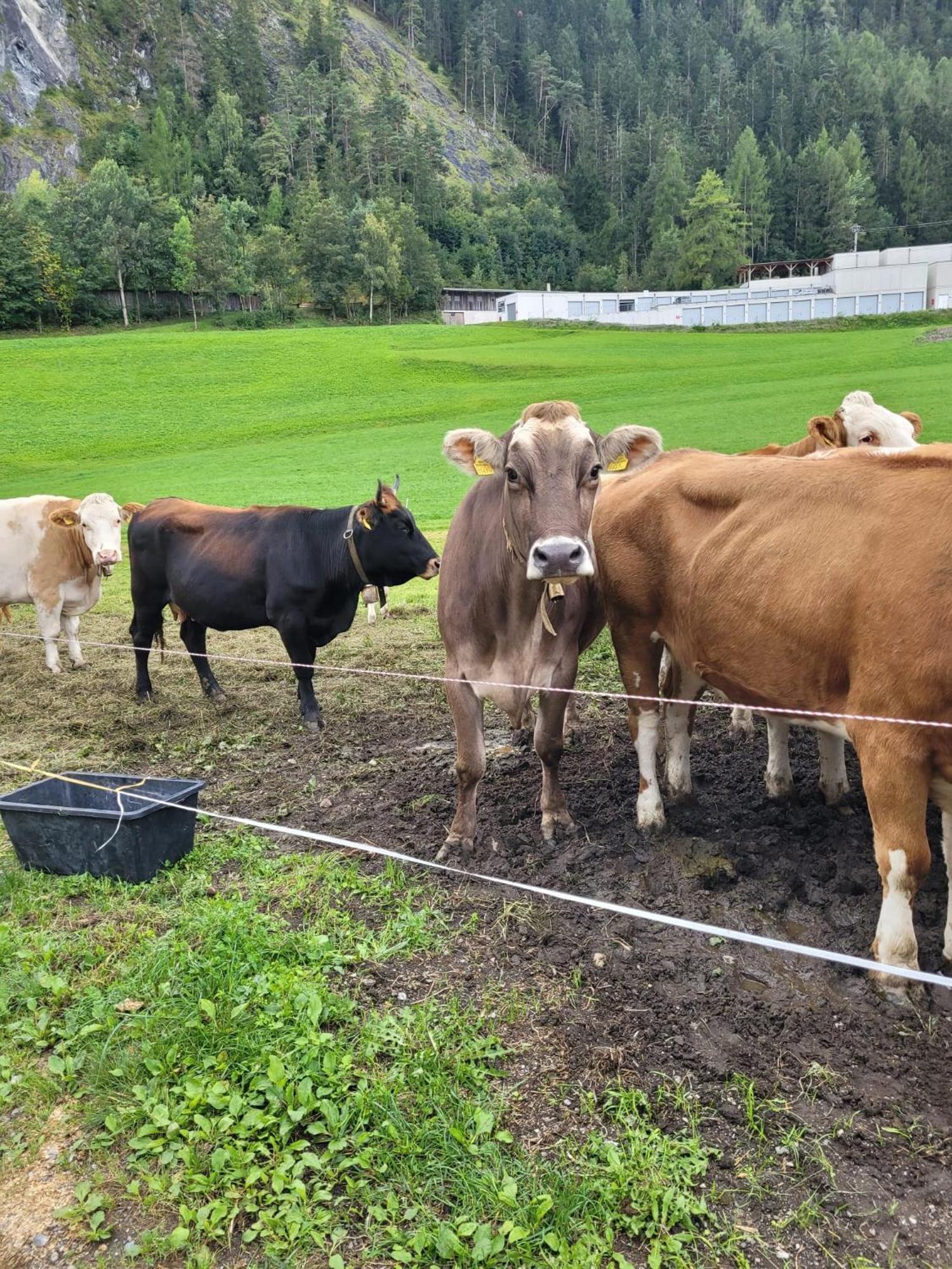 Ferienhof Bichlhof Arzl im Pitztal Exteriör bild