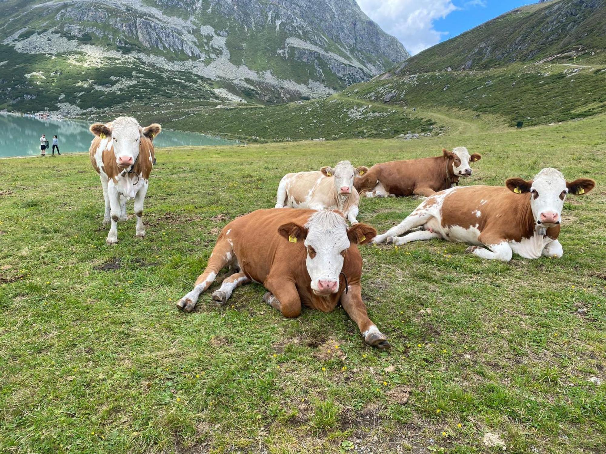 Ferienhof Bichlhof Arzl im Pitztal Rum bild